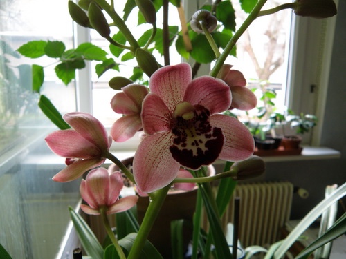 Cymbidium en fleur P1300014