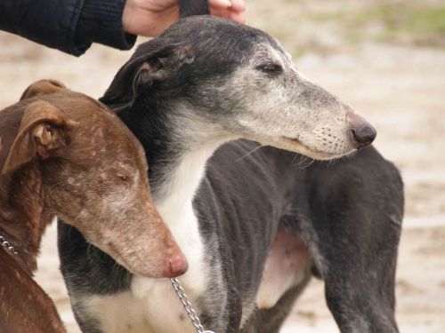 Galgo DALAI, Tierschutz Spanien Lama11