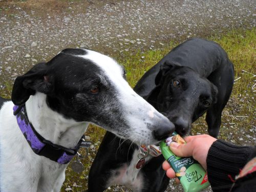 Galgo Mauro aus Andalusien sucht ... -Galgo-Lovers- - Seite 2 Mauro510