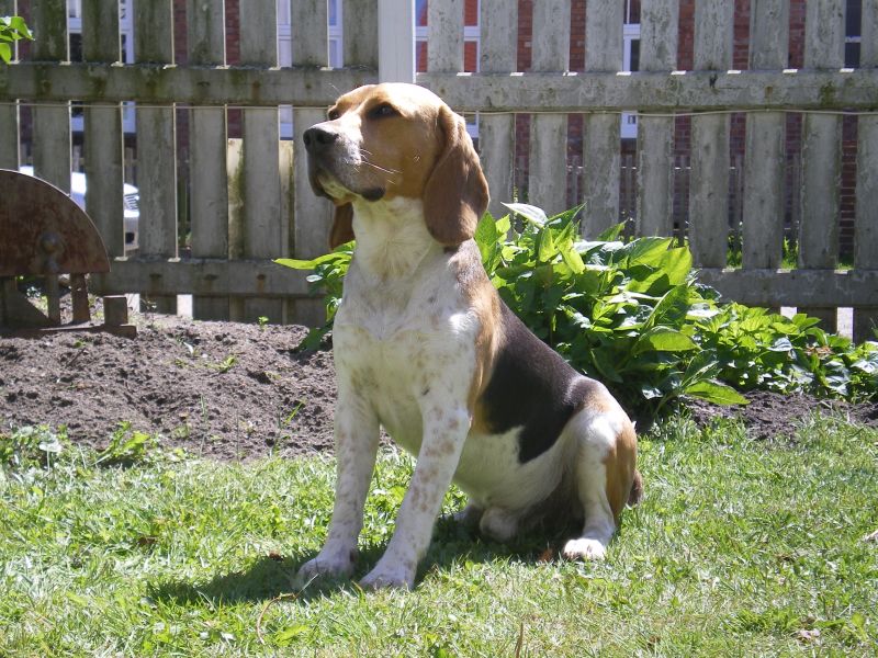 Beagle SAM aus Andalusien sucht ... Sam1110