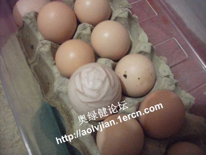 2010史上最神奇的白玫瑰鸡蛋，惊现奥绿健论坛！ Ac411
