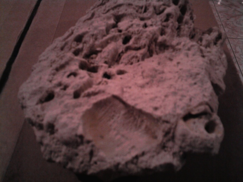 fossile dans  calcaire a identifier ;) Photo014