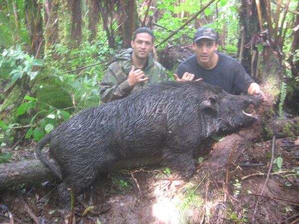 Big Island Hogs - (Video Added) Boar1210