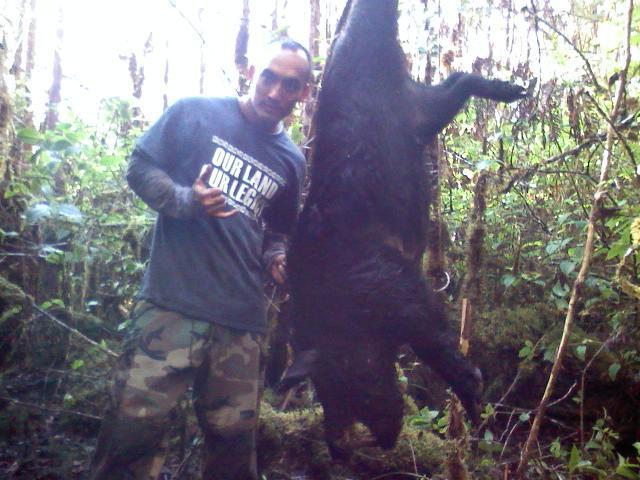 Big Island Hogs - (Video Added) Boar210