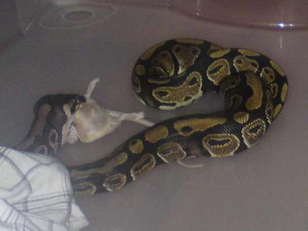python regius juvenile frequence de repas? Bonnie17