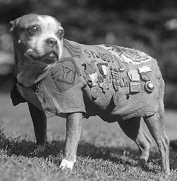 Sergent STUBBY : Amstaff Hros de la 1re guerre mondiale Untitl12