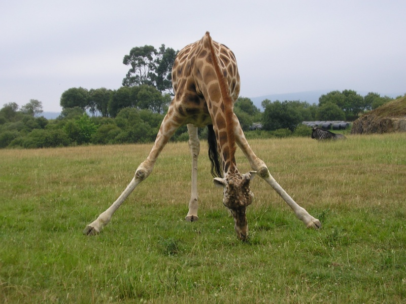 Cabarceno : Le plus grand zoo Giraff10