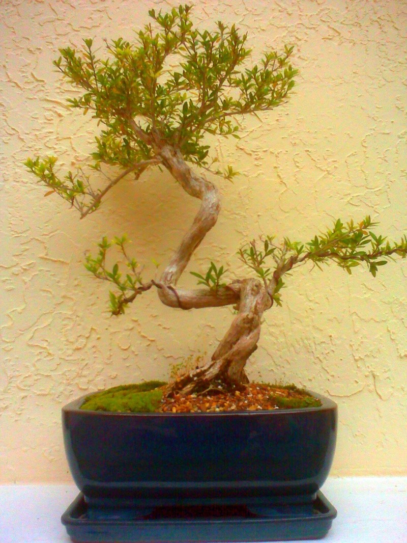 My bonsai collection Img00115