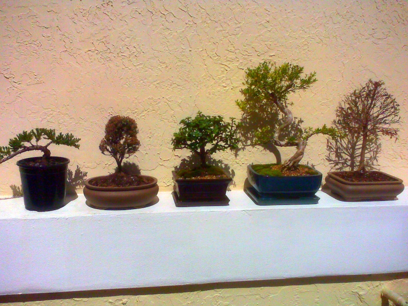 My bonsai collection Img00117