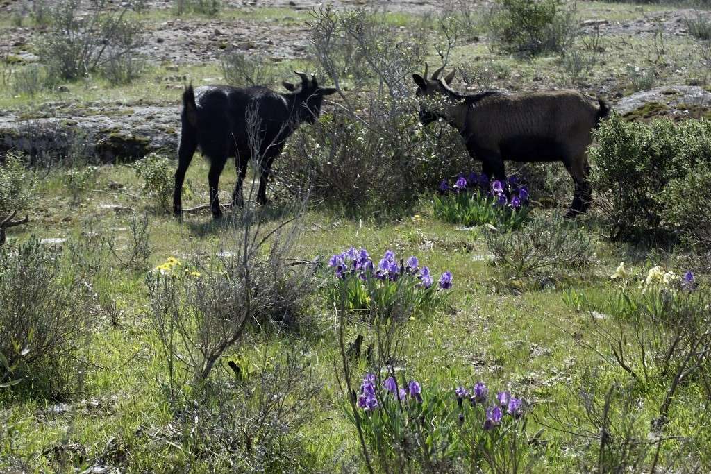 Une fleur parmis les fleurs : visite de la Plaine des Maures (Var) Fer01310