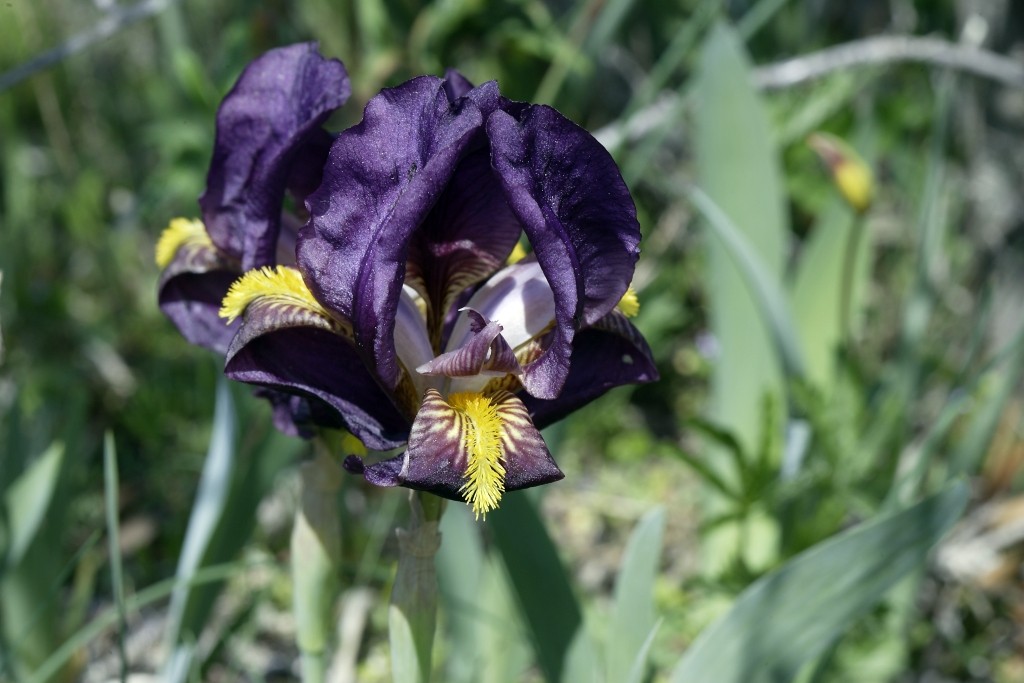 Une fleur parmis les fleurs : visite de la Plaine des Maures (Var) Fer01810