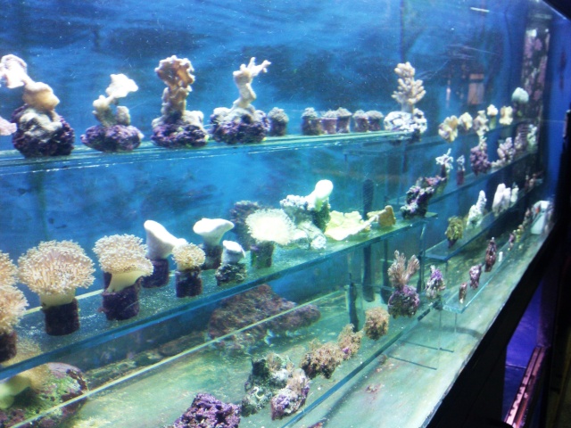 les boutures de coraux Photo020