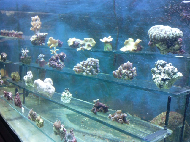 les boutures de coraux Photo021