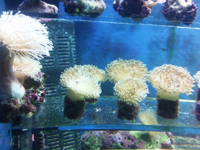 les boutures de coraux Photo022
