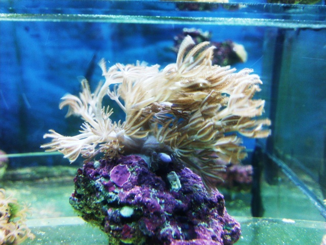 les boutures de coraux Photo026