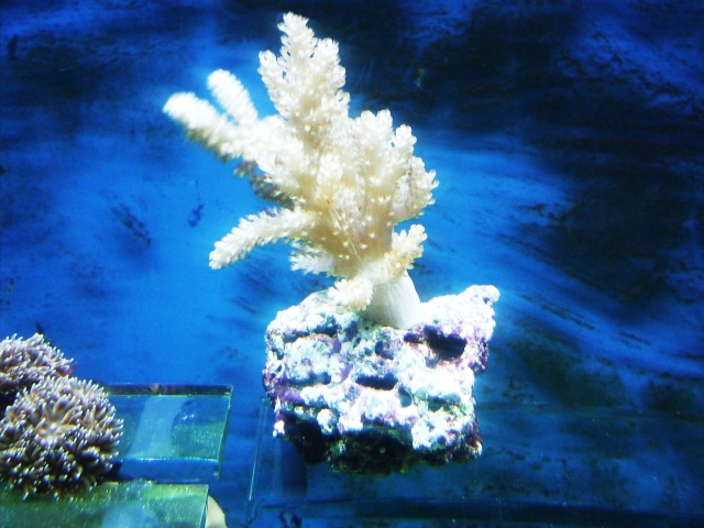 les boutures de coraux Photo027