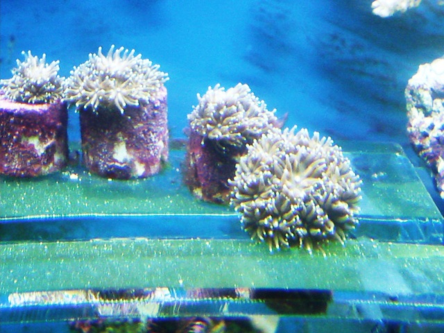 les boutures de coraux Photo028