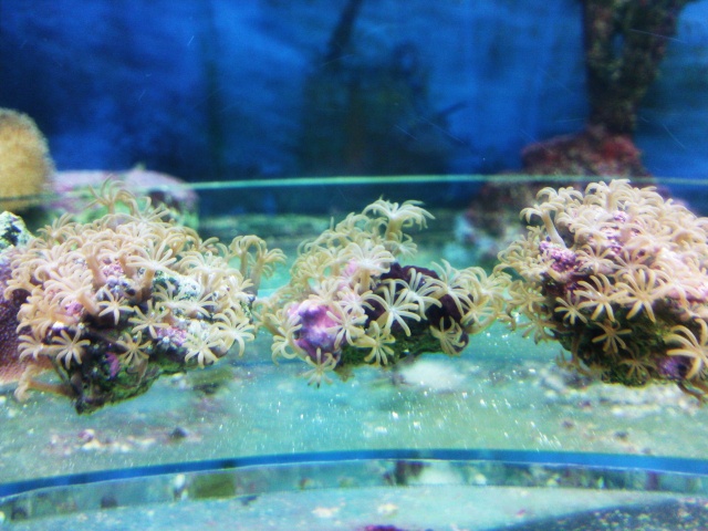 les boutures de coraux Photo029