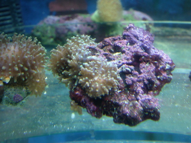 les boutures de coraux Photo030