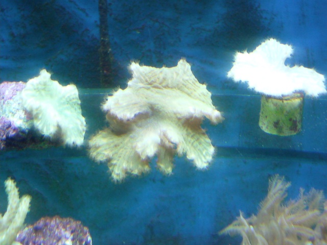 les boutures de coraux Photo031