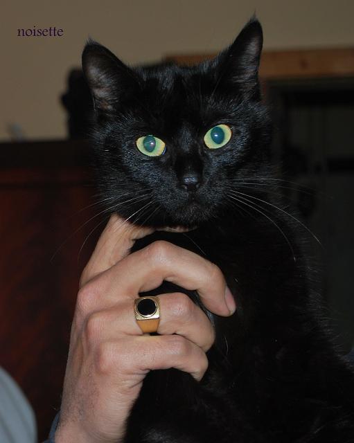 noisette, chatte noire, yeux jvert, moins d'un an, urgent Noiset10