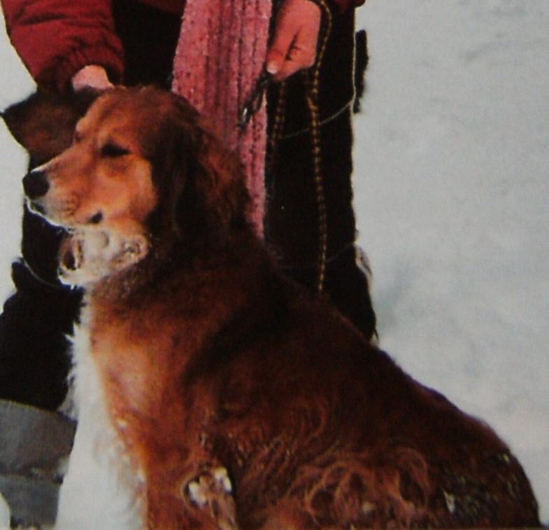 Perdus Ficelle (Jagd terrier marron et feu) et Haeïmer (croisé) RETROUVES Haeime10