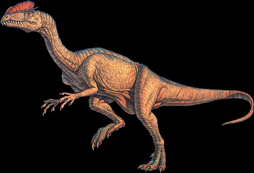 Dilophosaurus Diloph12