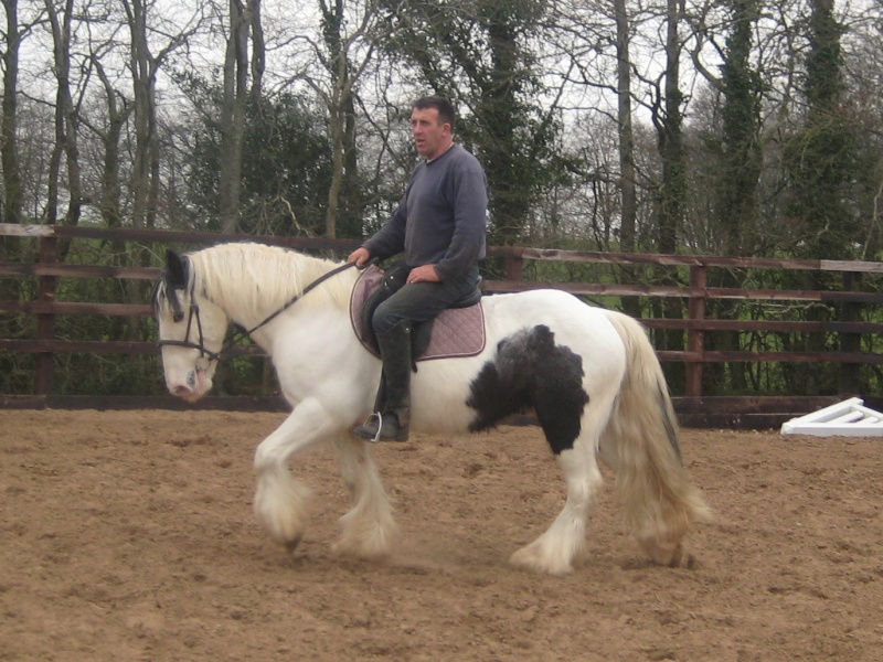 Je recherche jument Irsih cob ou Gypsy cob Img_4410