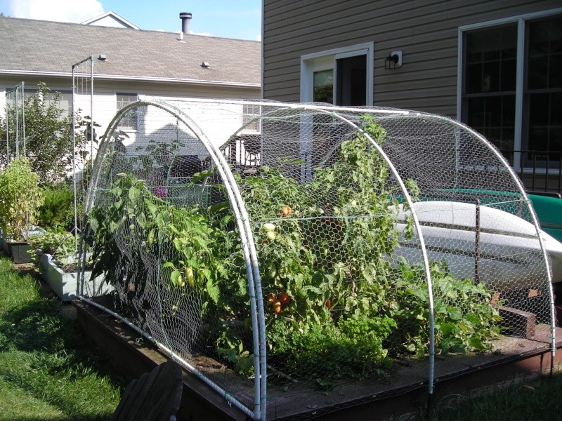 How to Protect Vertical Growing Tomatoes??? 2009-311