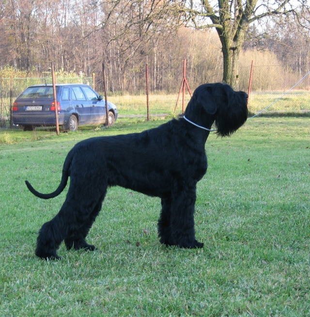 GIANT SCHNAUZER - EXPECTING PUPPIES Lucky_13