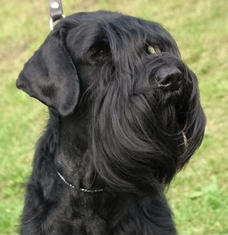 GIANT SCHNAUZER - EXPECTING PUPPIES Lucky_14