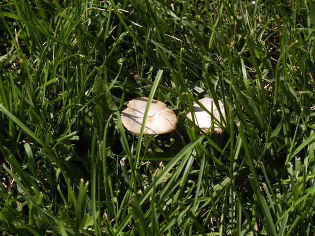 Mushrooms P6152311