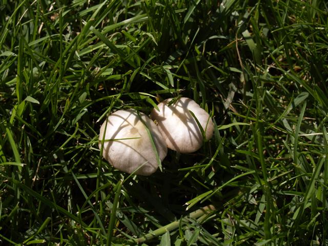 Mushrooms P6152312