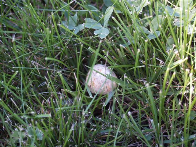 Mushrooms P6152313