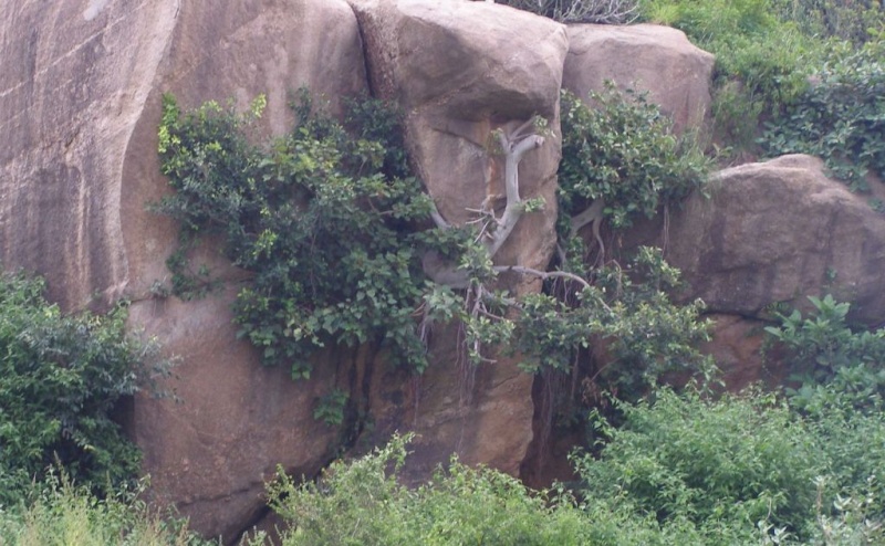 Clinging to Rock - Inspirations from Nature Hampi210