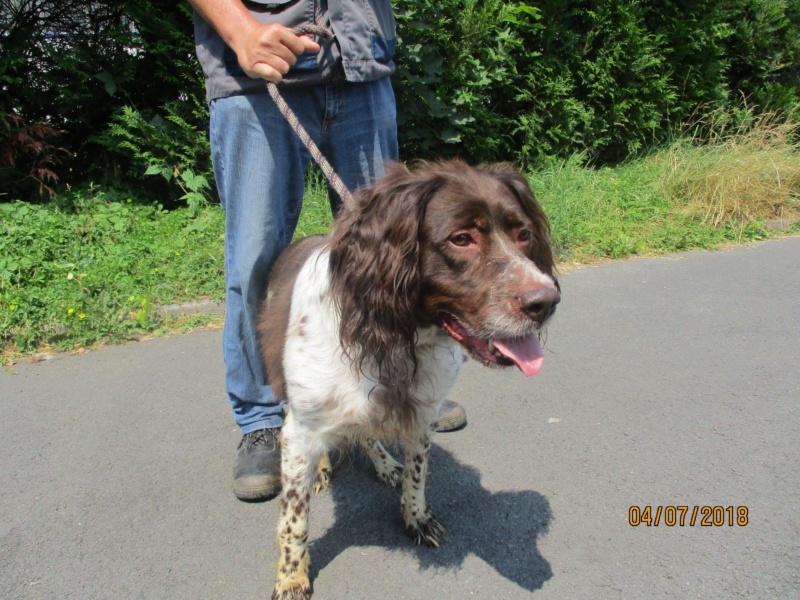 FLAKE (ex Slak) épagneul francais/springer femelle 8 ans  de Béthune - Spa de Plaisir (78) 36690310