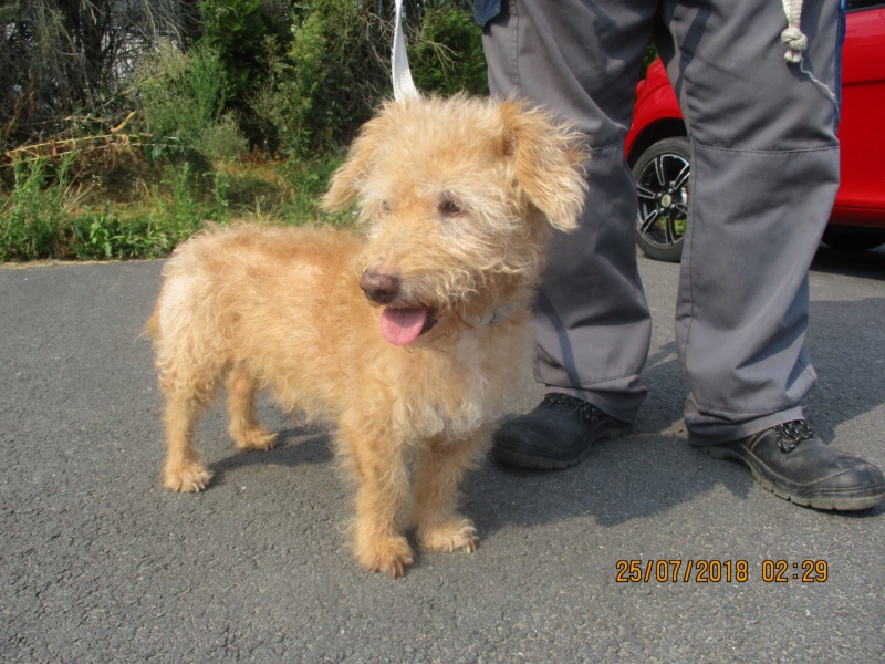 Slow petit griffon roux male 13 ans -  refuge de Béthune (62) 37752210