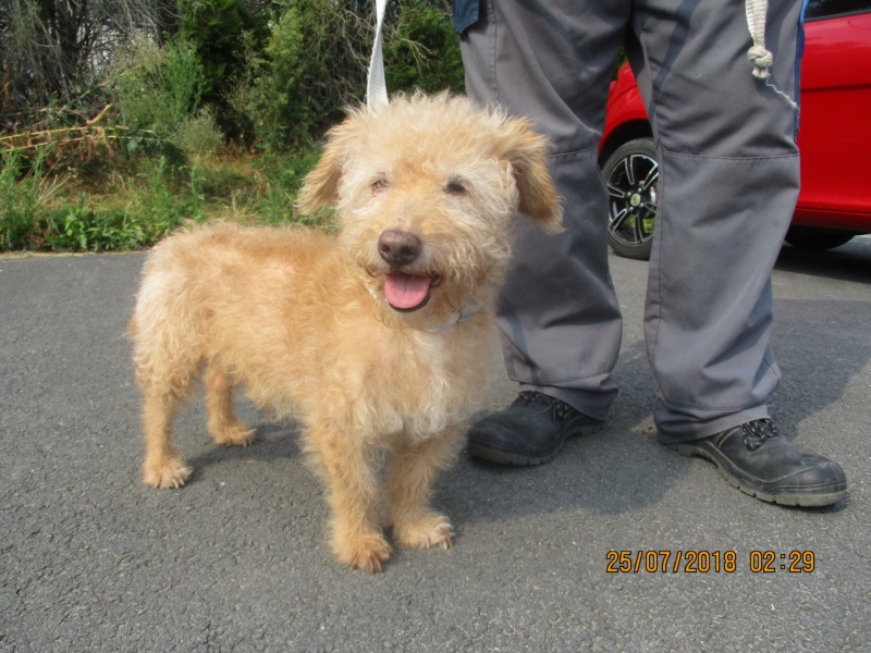 Slow petit griffon roux male 13 ans -  refuge de Béthune (62) 37800710