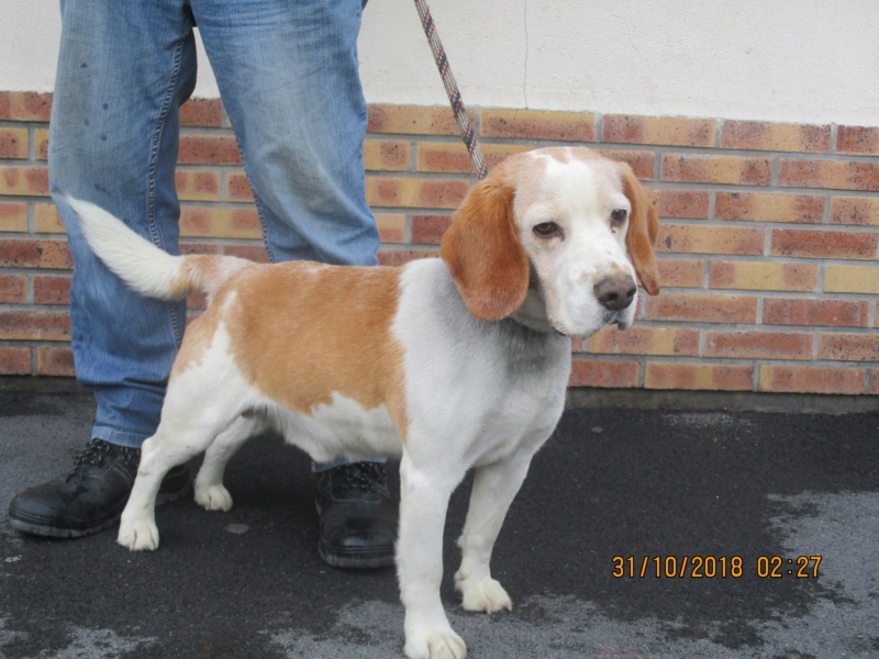 BOOBA (ex Itam) beagle male 10 ans de Béthune - association beagle en nord (59) 45192010