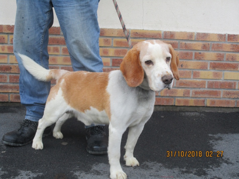  BOOBA (ex Itam) beagle male 10 ans  de Béthune - association beagle en nord  (59) 45192010