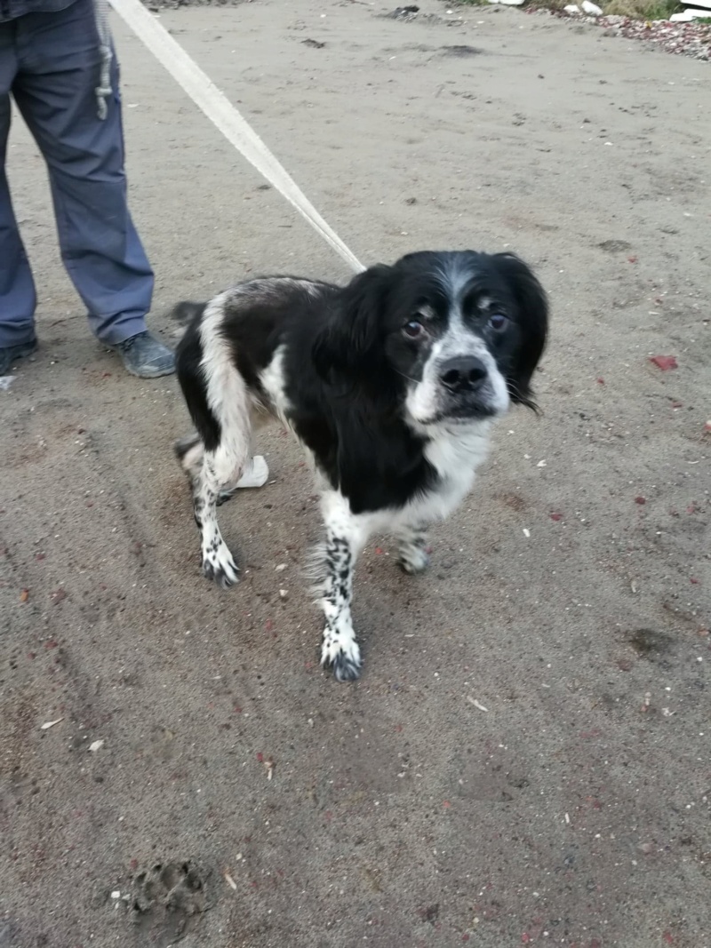  Louky épagneul breton male 12 ans -  refuge de Béthune (62) 48377410