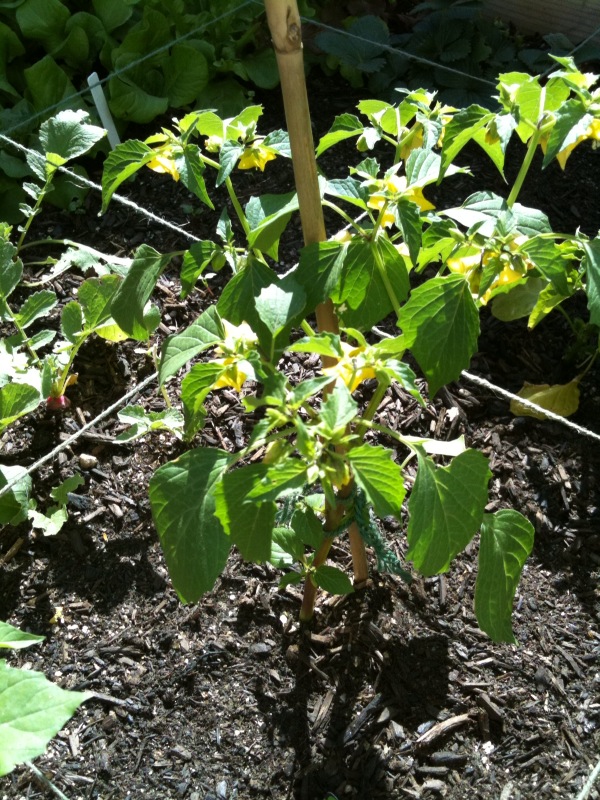 So far so good. Photo119