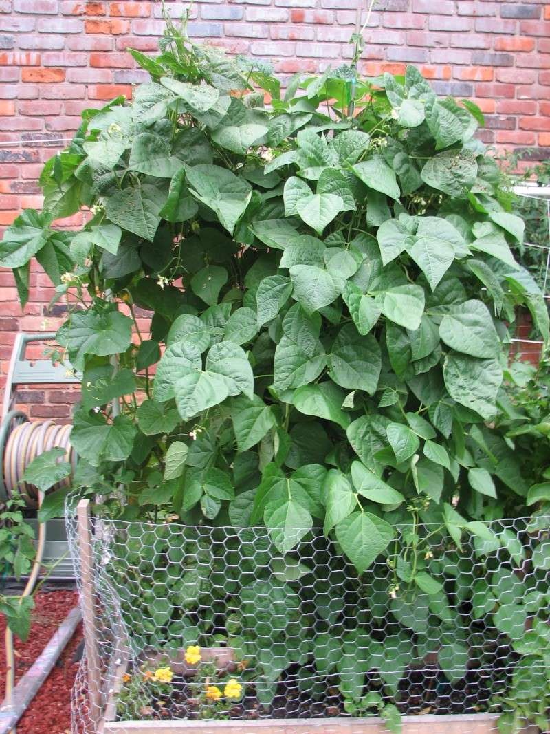 How many peas or beans in a square foot? House_11