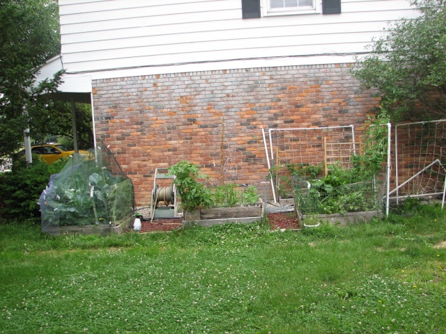 My so-called Urban Garden-picture over load Img_7912