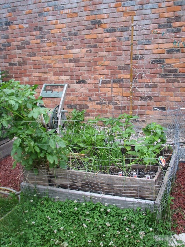 My so-called Urban Garden-picture over load Img_7917