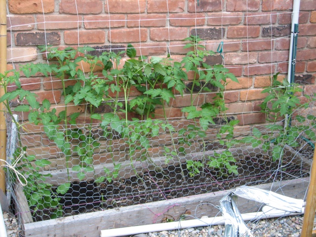 My so-called Urban Garden-picture over load Img_7920