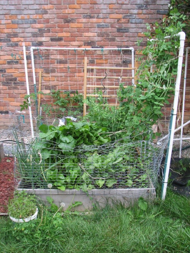 My so-called Urban Garden-picture over load Img_7921