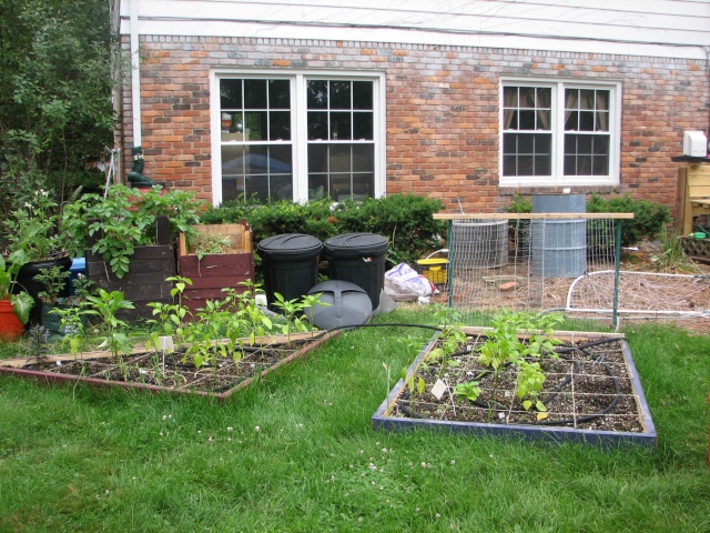 My so-called Urban Garden-picture over load Img_7931