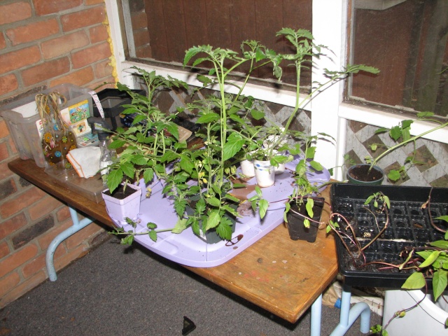 My so-called Urban Garden-picture over load Img_8011