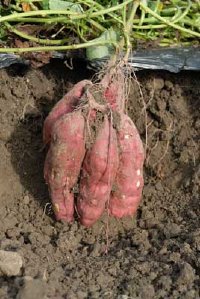 how do you grow sweet potatoes in a SFG? Sweet-11